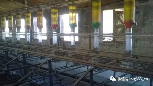 豬場(chǎng)設(shè)計(jì)與管理 理想的交配 妊娠早期豬舍 豬欄,喂料器,地板和光照 下